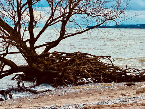 what nature teaches us about love in action